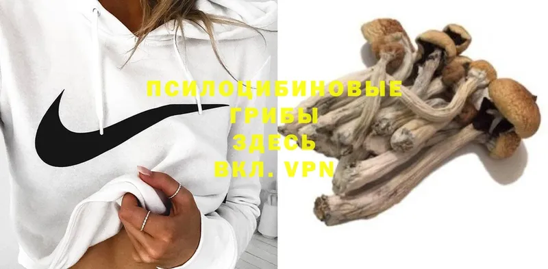 купить  сайты  Туймазы  Псилоцибиновые грибы Psilocybe 